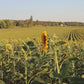 Crochet Boho Sunflower Headband